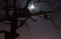 Měsíční strom