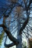 Mamutí strom