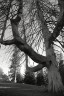 Mamutí strom