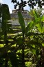 Palenque - chrám Slunce