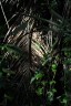 národní park Palenque