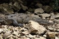 Cañón del Sumidero - krokodýl