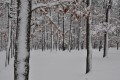 obora Holedná - zasněžená bučina