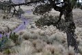 Citlaltepetl / Pico de Orizaba